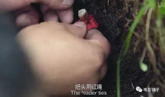 吃蘑菇中毒视频,视频揭示常见误食风险