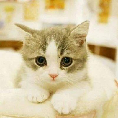 萌猫猫图片大全可爱,猫咪萌图大盘点