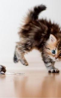 萌猫猫图片大全可爱,猫咪萌图大盘点