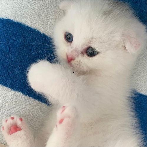 萌猫猫图片大全可爱,猫咪萌图大盘点