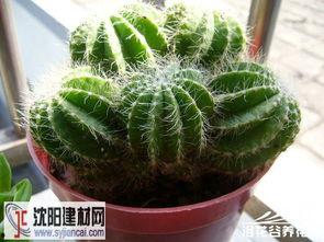 仙人球的图片,坚韧生命力的自然奇观