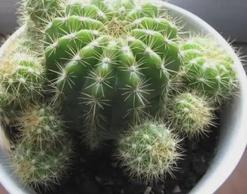 仙人球的图片,坚韧生命力的自然奇观