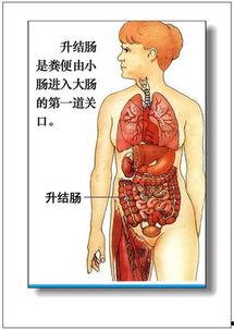 人体器官图片,揭秘生命奥秘的微观世界