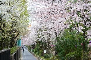 动漫风景图片樱花,漫天花雨绘春景——樱花动漫风景图赏析