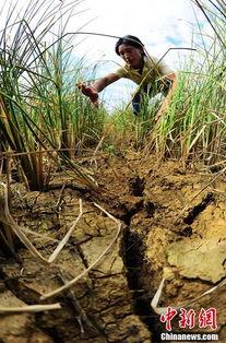 旱情图片,我国多地遭遇严重干旱，农业生产面临挑战
