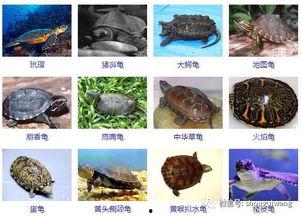 名龟图片大全大图,大图赏析，领略龟类之美