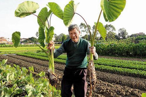 芋头种植视频,从播种到收获的实用指南