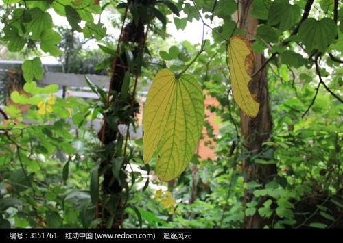 黄叶图片,黄叶映衬下的季节变迁