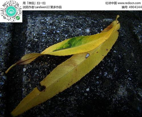 黄叶图片,黄叶映衬下的季节变迁