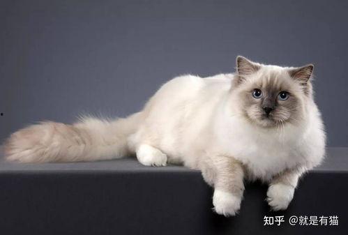 重点色布偶猫图片大全,重点色猫种风采展示
