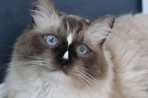 重点色布偶猫图片大全,重点色猫种风采展示