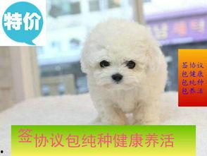 比熊杂交狗图片大全,多才多艺的混血萌宠风采