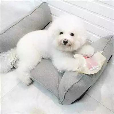 比熊杂交狗图片大全,多才多艺的混血萌宠风采