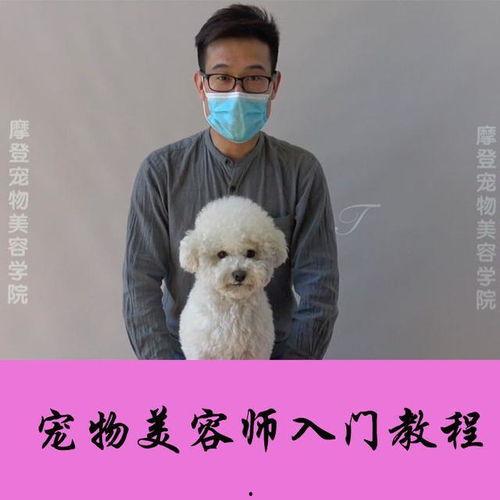 宠物美容 视频,轻松掌握宠物护理技巧