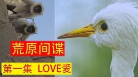 荒野间谍国语,揭秘生存挑战与间谍智慧