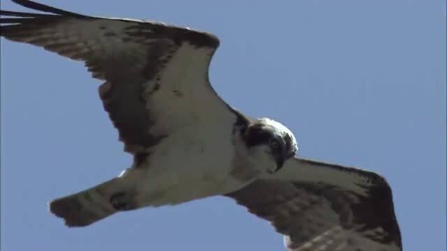 鱼鹰捕鱼视频,空中猎手的水下猎奇