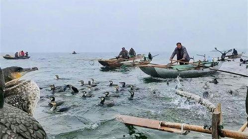 鱼鹰捕鱼视频,空中猎手的水下猎奇