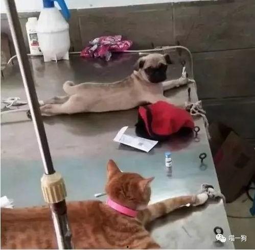 母猪绝育手术教学视频,操作步骤与要点解析