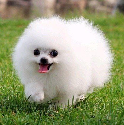 博美狐狸犬图片大全,萌态可掬的宠物明星图鉴