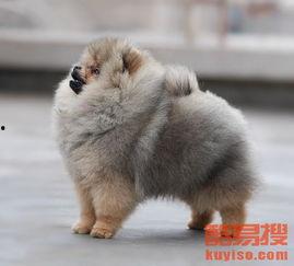 博美狐狸犬图片大全,萌态可掬的宠物明星图鉴