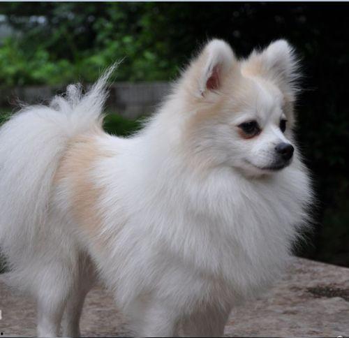博美狐狸犬图片大全,萌态可掬的宠物明星图鉴