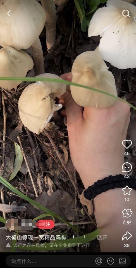 捡蘑菇的视频,跟随视频一起探索捡蘑菇的乐趣