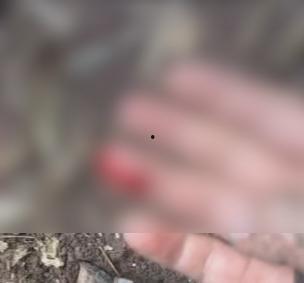 捡蘑菇的视频,跟随视频一起探索捡蘑菇的乐趣