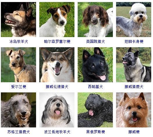 短毛宠物狗品种图片大全,可爱萌犬图鉴