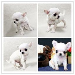 短毛宠物狗品种图片大全,可爱萌犬图鉴