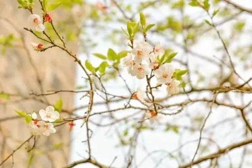 春春草在线观看,在线观看，探寻青春的绿色篇章