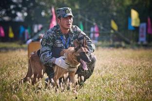 电视剧神犬奇兵在线观看,忠诚守护，战火中的生死兄弟