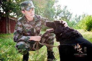 电视剧神犬奇兵在线观看,忠诚守护，战火中的生死兄弟