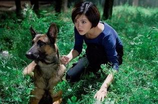 电视剧神犬奇兵在线观看,忠诚守护，战火中的生死兄弟
