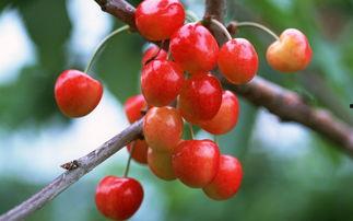 图片樱桃,品味大自然的鲜红珍果