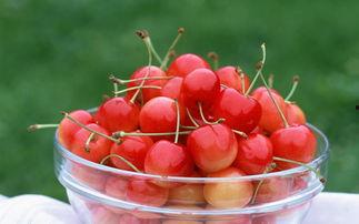 图片樱桃,品味大自然的鲜红珍果
