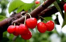 图片樱桃,品味大自然的鲜红珍果