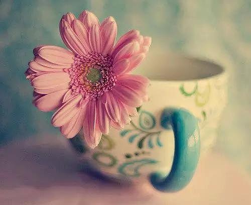 口琴图片唯美图片大全,探寻口琴图片唯美图片大全的视觉盛宴