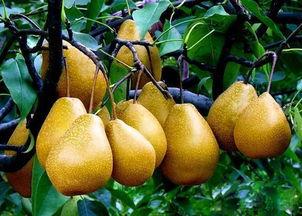 梨子图片大全大图,尽享丰收季的甘甜瞬间