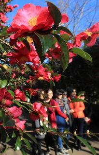 山茶花韩国