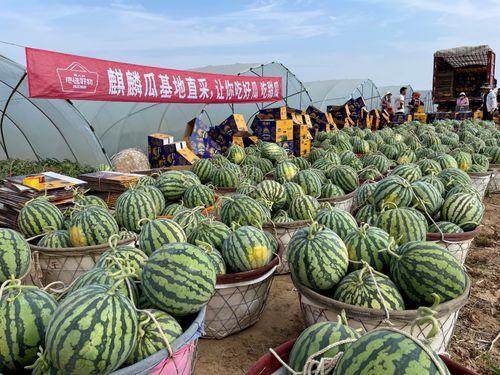 今日麒麟瓜多少钱,行情波动，消费者关注