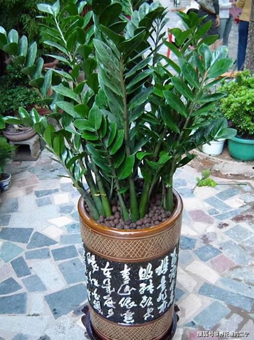 家中绿植图片大全,家中绿植图片大全赏析