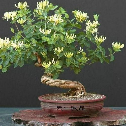 家中绿植图片大全,家中绿植图片大全赏析