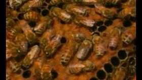 中蜂养殖视频,从视频中学到的养殖秘诀