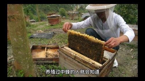 中蜂养殖视频,从视频中学到的养殖秘诀