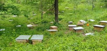 中蜂养殖视频,从视频中学到的养殖秘诀