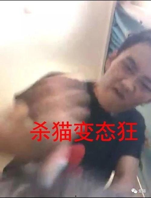 杀猫视频,杀猫视频引发的伦理反思