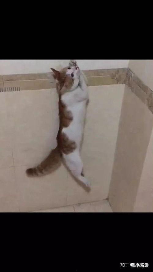 杀猫视频,杀猫视频引发的伦理反思