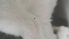 杀猫视频,杀猫视频引发的伦理反思