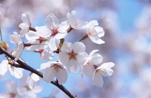 图片樱花,樱花绽放的浪漫画卷