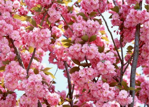 图片樱花,樱花绽放的浪漫画卷